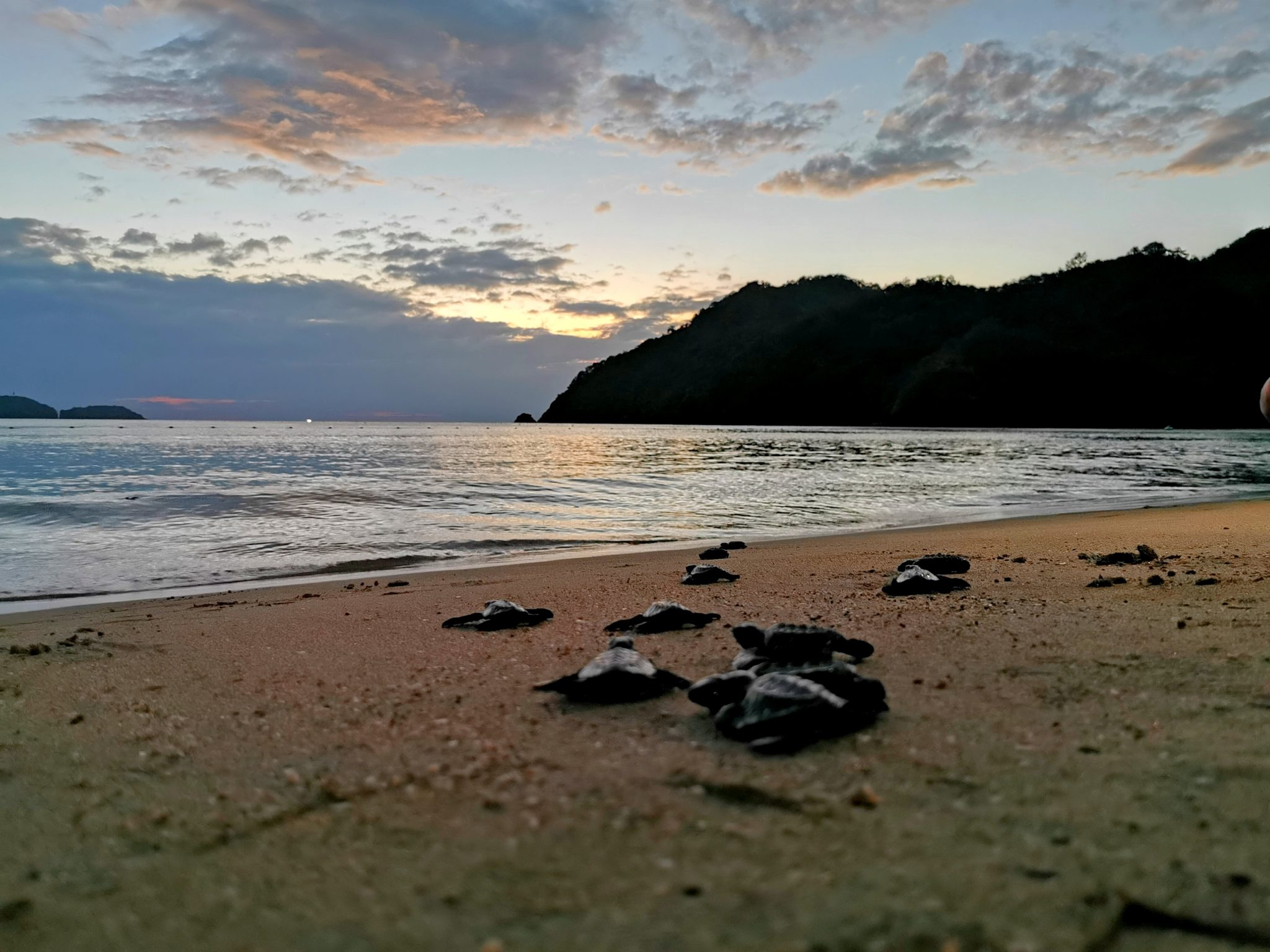 Hamilo Coast: an idyllic sanctuary for Olive Ridley Sea Turtles